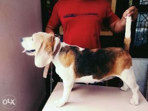 Beagle dog female for sale. Top Show quality.