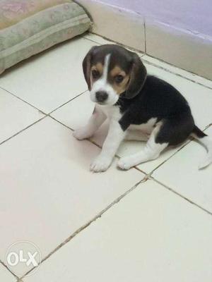 Best Home bred Beagle FEMALE pups! Come see and choose!