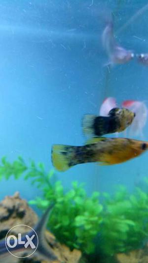 Black, Brown, And Gray Fancy Guppy