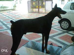 Black Doberman Pinscher Dog