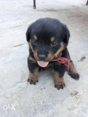 Black and brown rottweiler female puppy 32 days old top