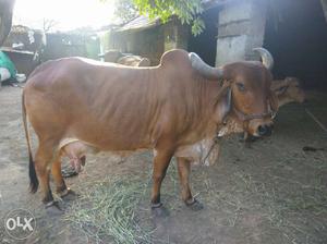 Brown Cow In Bagasara