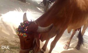 Brown Cow In Chennai