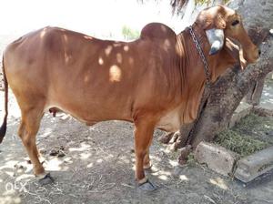Brown Cow In Manavadar
