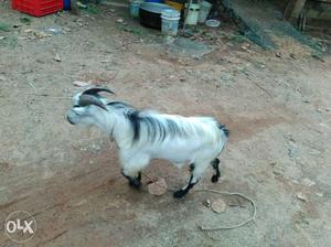 Canadian goat male 18 month's old (picmi)