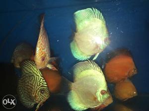 Discus fish for sale: Melons pp qty 6