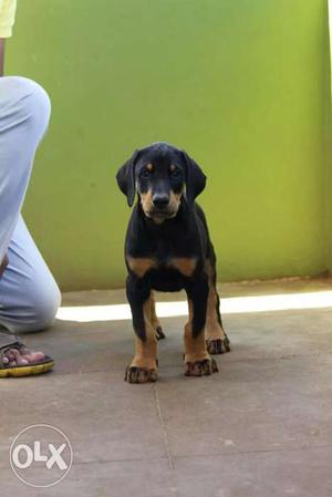 Doberman 5months. And pug 1.5yrs for sale.