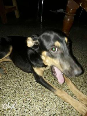 Doberman cross 3 months old female puppy