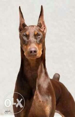 Doberman liver colour female puppy only