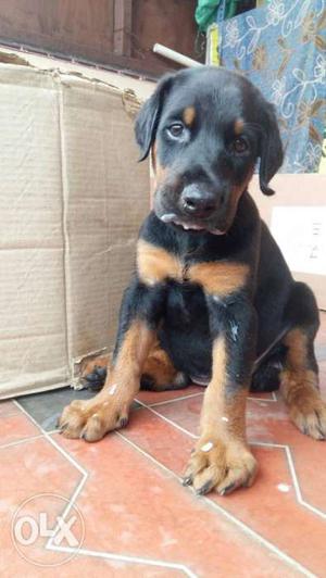 Doberman puppy 3 months old dewormed and