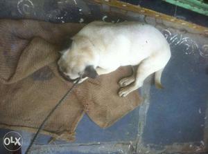 Fan pug male good quality 4months for sale fixed price