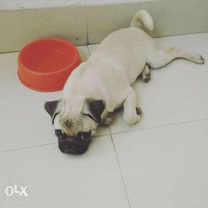 Fawn Pug Puppy Male, In Jamshedpur
