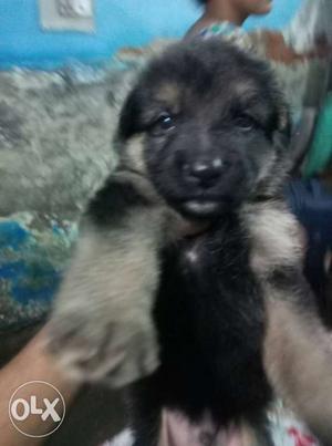 Female GSD ready for sell 30days old and hevyborn