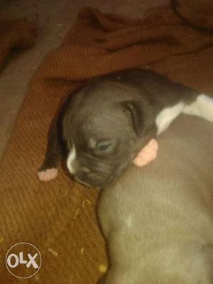 For sale pitbul.Pups Only serious buyers.Swaad