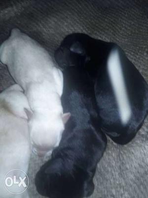 Four Black And White Puppies