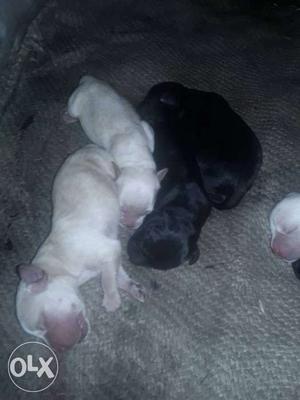 Four Black And Yellow Labrador Retriever Puppies