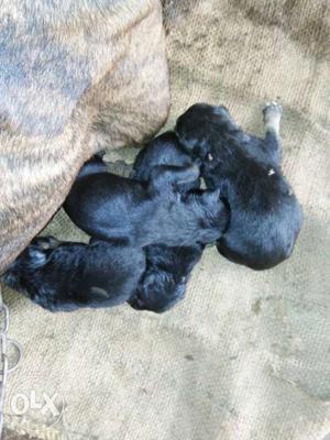Four Black Puppies