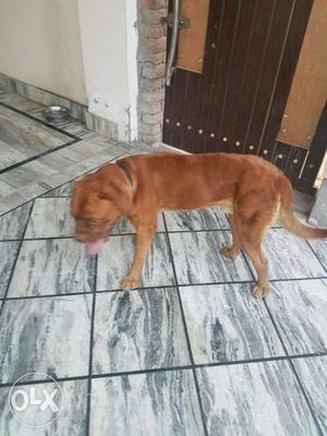 French Mastiff on sale