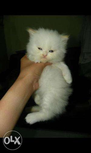 Friendly & trained Persian cats kitten for sale. Allahabad