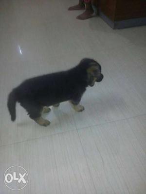 GSD double coat female puppy for sell in
