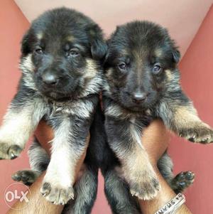 German shepherd puppies available for sell very