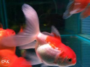 Gold fish available