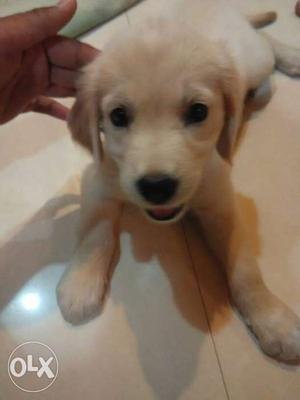 Golden Retiver 44 Days Female Puppy Want To Sell Urgently