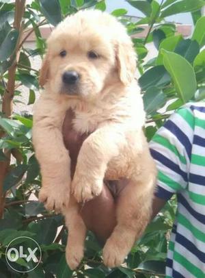 Golden retriver puppies avaliable with us