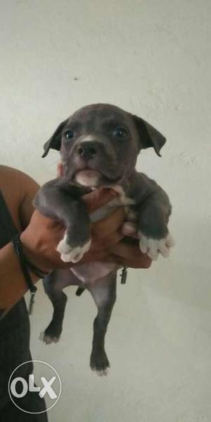 Gray and white pitbull terrier american bully puppies