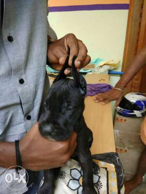 Great dane puppies for sale 36 day old