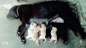 High breed lab puppies for sale.