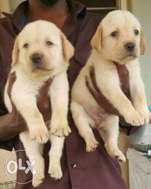 High quality labrador puppies avaliable with us