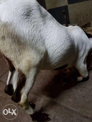 Jeteran goat kid fully vaccinated adapted to