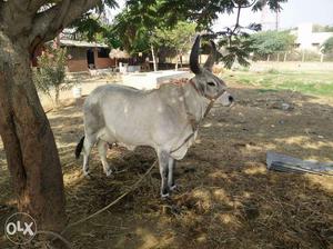 Kankrej Cow For Sale