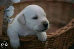 Labrador Puppies