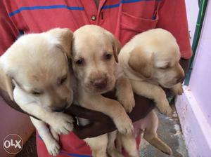 Labrador Puppies born on 16 April  is for sale