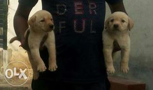 Labrador male female pups available