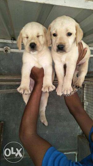 Labrador puppies available wIth us. Male 