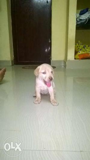 Labrador puppy