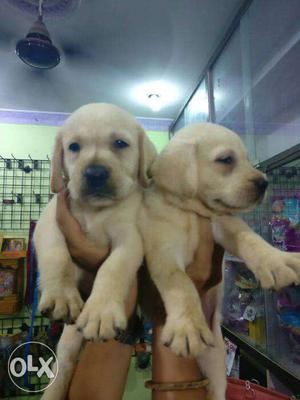 Labrador pups available with us. Male 