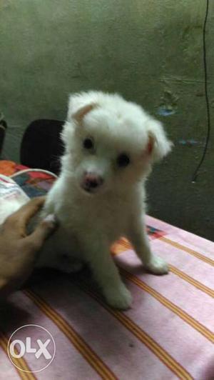Male Pomeranian puppy is available...
