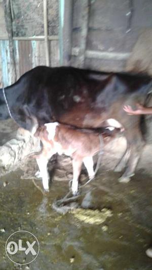 Milk producing cow with calf