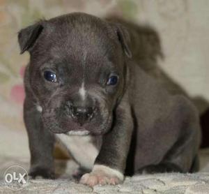 Most rear try colour American bully puppy for new home