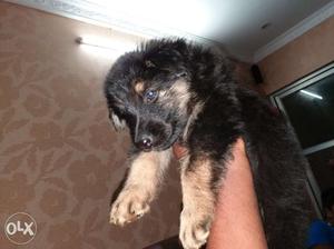 Original German Shepherd puppy for sale