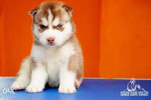 Outstanding litter of Siberian Husky male and female puppies