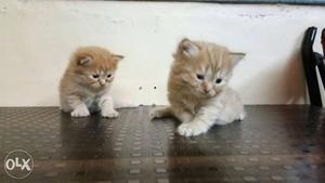 Pension kitten male available in Ginger colour