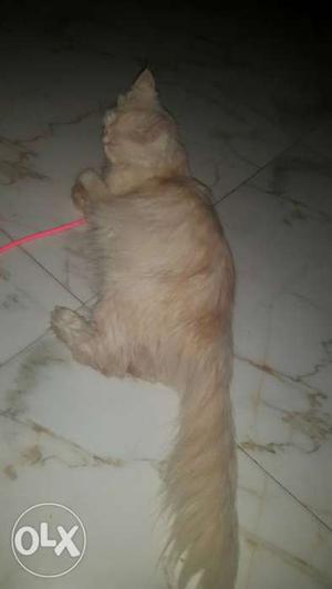 Percian cat for sale urgent