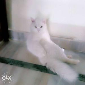Persian Male Cat Ready For Mating Rs  per Month