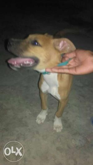 Pitbull female 3month for sale and exchange