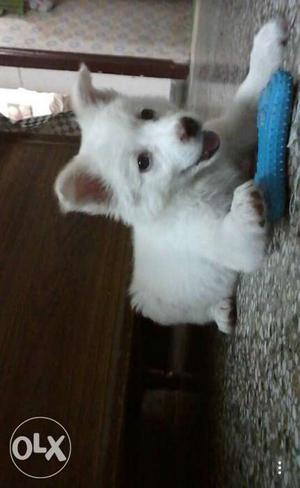 Pomeranian female puppy of top quality. And very health